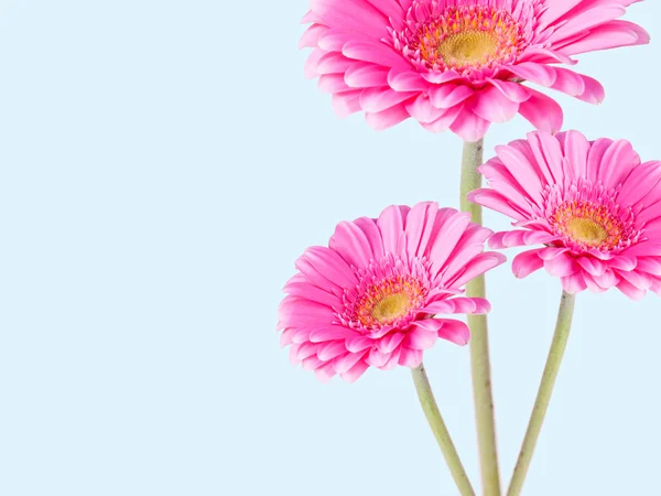 Gerber Daisy Garden Can Isolated Blue Background — Stock Photo, Image