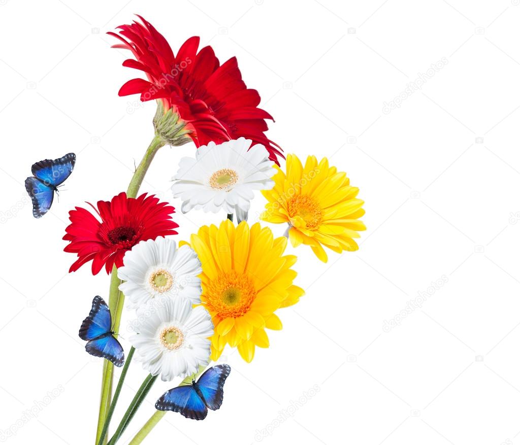 Gerber Daisy Isolated White Background Stock Photo by ©habovka 101320878