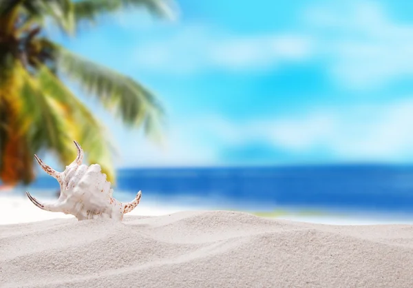 Conchiglie sulla spiaggia di sabbia — Foto Stock