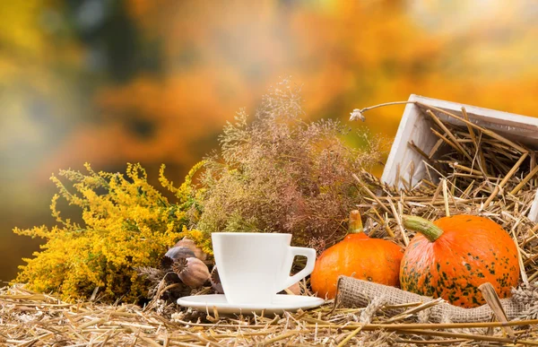 Autumn still life concept — Stock Photo, Image