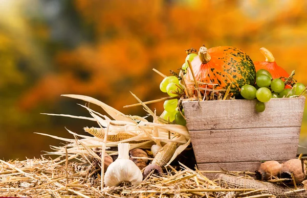 Autumn still life concept — Stock Photo, Image