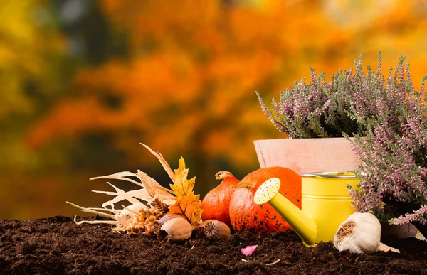 Autumn still life concept — Stock Photo, Image