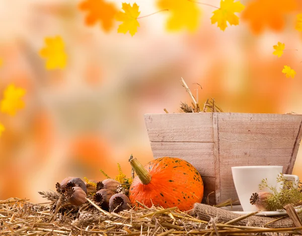 Autunno natura morta concetto — Foto Stock