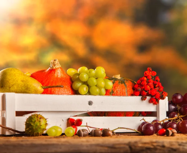 Herbstkonzept — Stockfoto