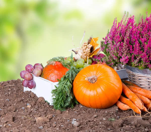 Herbst — Stockfoto