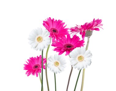 izole gerber papatya