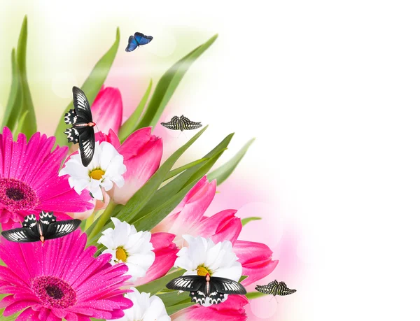 Schmetterling und Tulpe isoliert — Stockfoto