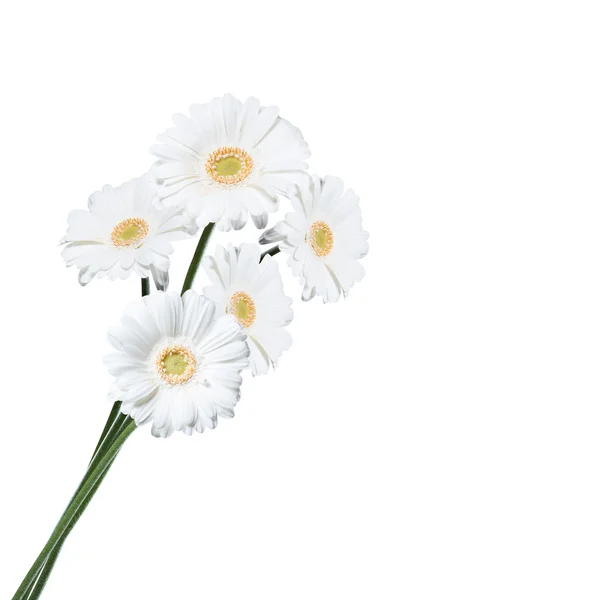 Gerber daisy isolerade — Stockfoto