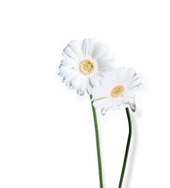 Çiçek Gerber Daisy