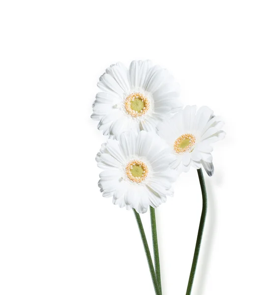 Blomma Gerber Daisy — Stockfoto