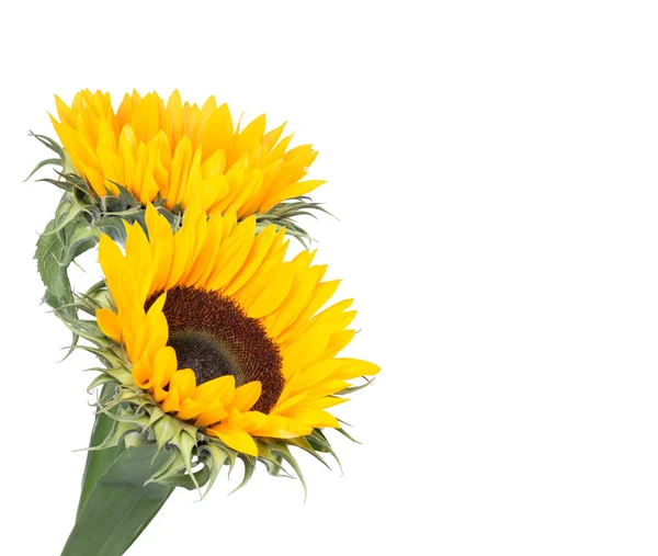 Flower sunflower on white — Stock Photo, Image