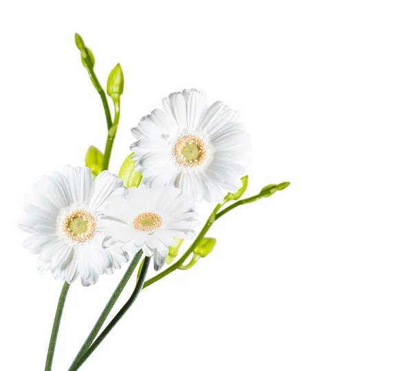 Blomma Gerber Daisy — Stockfoto