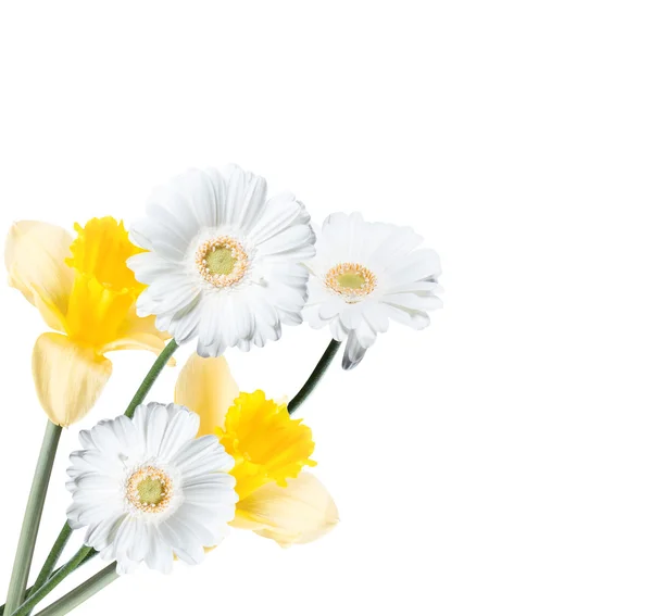Flower Gerber Daisy — Stock Photo, Image