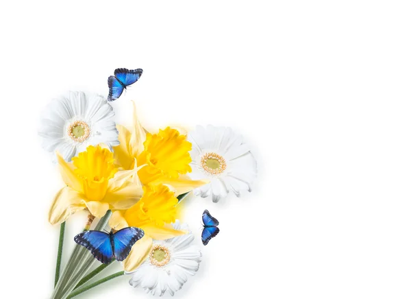 Blomma Gerber Daisy — Stockfoto