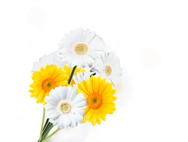 Çiçek Gerber Daisy — Stok fotoğraf