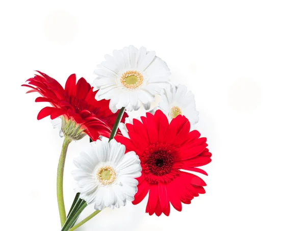 Gerber Daisy květ — Stock fotografie