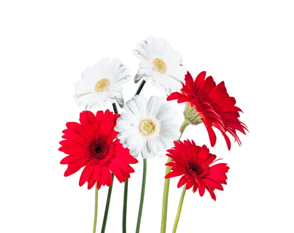 Flower Gerber Daisy — Stock Photo, Image