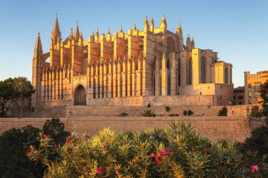 Palma Katedrali altın güneşli ön planda yeşillik, Palma, Mallorca, İspanya.
