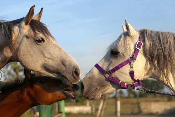 Familia de caballos — Foto de Stock