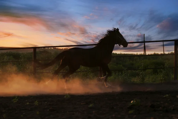 Koně v prachu — Stock fotografie