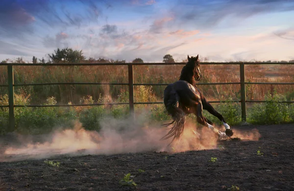 Caballo en el polvo — Foto de Stock