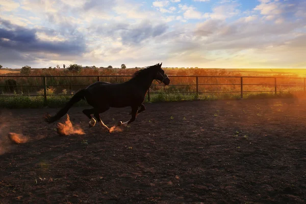 ほこりの馬 — ストック写真