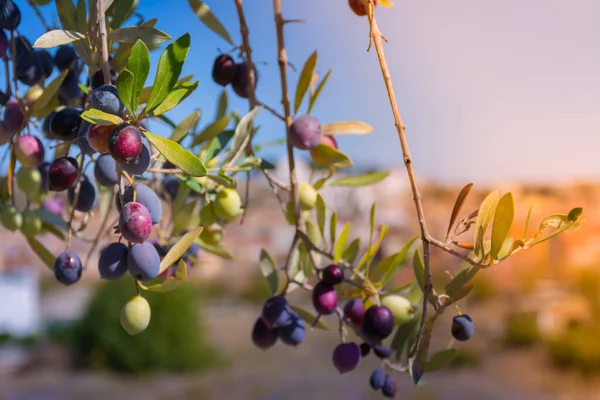 Zeytin dallarının üzerinde koyu mor zeytinler ve arka planda bir kasaba olan tarlada yapraklar. Seçici odak