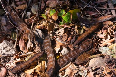 Olgun keçiboynuzu meyvesi ve yapraklar sonbaharda tarlada bir keçiboynuzu ağacının yanında. Sığır yemi ya da insanlar için sağlıklı un gibi kavramlar