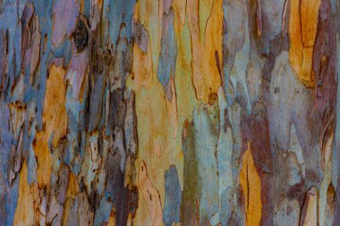 Bir okaliptüs gövdesinin gövdesinde farklı plakalarla çeşitli renklerin dokusu