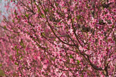 Dalları pembe ya da morumsu çiçeklerle dolu meyve ağaçları ve odakları kesilmiş arka plan ya da seçici odaklanma
