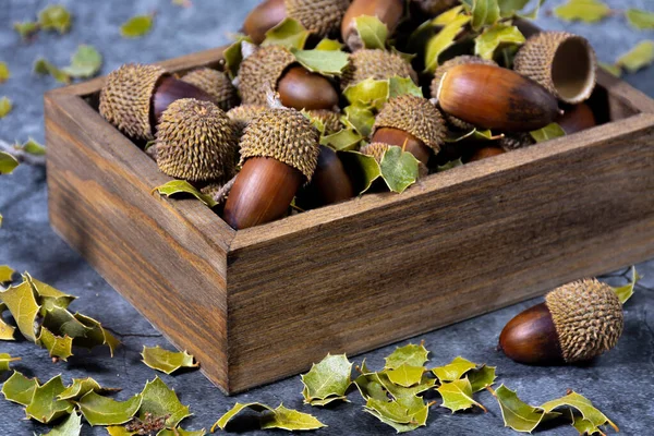 Wooden box with oak leaves, acorns and some twigs, on dark textured background