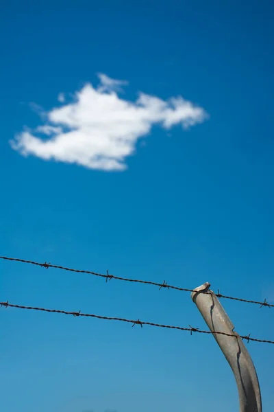 Two rows of barbed wire and a fence post, with white cloud and blue sky in the background. Immigration, escape or freedom concept.