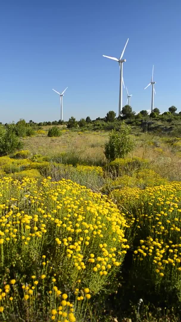 Ανεμόμυλοι και λουλούδια χαμομηλιού. Κάθετη — Αρχείο Βίντεο