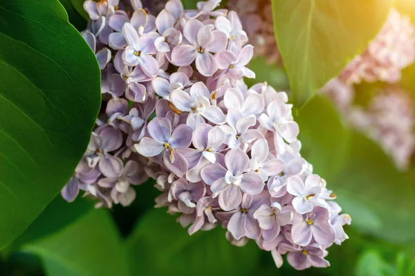 Blommande Gren Ljus Lila Lila Syringa Vulgaris Blommor Gröna Blad — Stockfoto