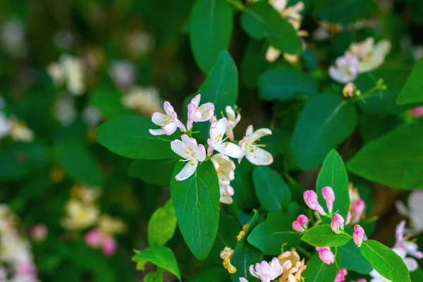 Bright White Pink Decorative Japanese Honeysuckle Lonicera Caprifolium Flowers Blossom — Stock Photo, Image