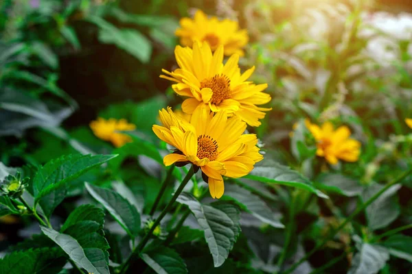 Héliopsis Faux Tournesol Fleur Avec Des Feuilles Vertes Dans Jardin — Photo