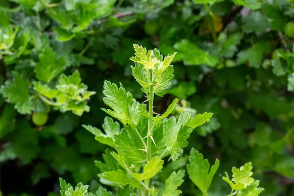 Färska Gröna Krusbär Kvistar Med Blad Gren Buske Trädgården Sommaren — Stockfoto