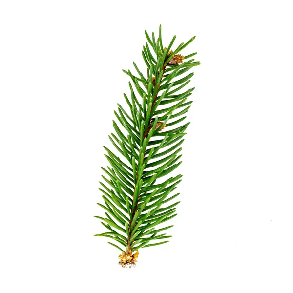 Top View Green Fir Tree Spruce Branch Needles Isolated White — Stock Photo, Image