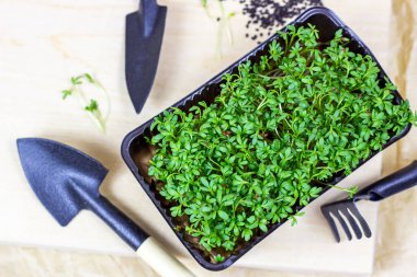 Genç su teresi salatasının taze mikro yeşillikleri açık arkaplanda küreklerle siyah plastik kapta yetişir. Bahçe konsepti.