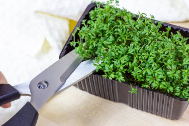 Genç su teresi salatasından taze büyüyen mikro yeşiller açık arkaplanda makasla kesilmiş..