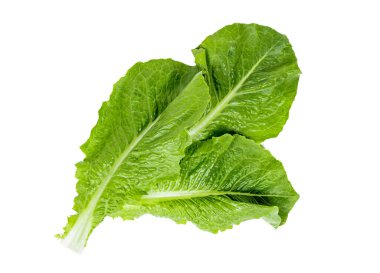 Beyaz arka planda izole edilmiş salata için taze taze yeşil marul yaprakları manzarası.