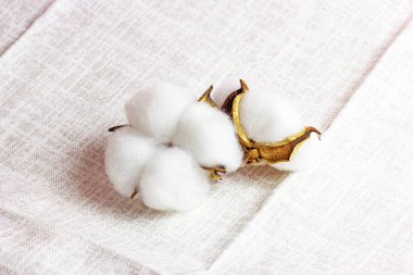 Hafif tekstil zemininde beyaz kuru pamuk çiçekleri.