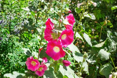 Taze çiçek açan pembe gülhatmi (Alcea rosea, Malva, Mallow) çiçekleri bahçede yazın.