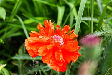 Taze çiçek, yazın bahçede parlak kırmızı gelincik çiçekleri..