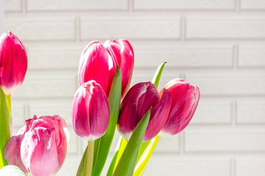 Açık tuğlalı yeşil yapraklı güzel pembe lale çiçekleri yakın plan.