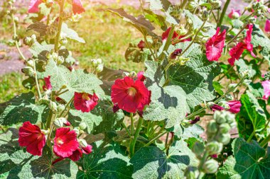 Taze çiçek açan pembe gülhatmi (Alcea rosea, Malva, Mallow) çiçekleri bahçede yazın.