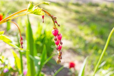 Taze pembe kanayan kalp (Dicentra Spectabilis), baharda bahçede yeşil yaprakların üzerinde çiçek açan çiçek..