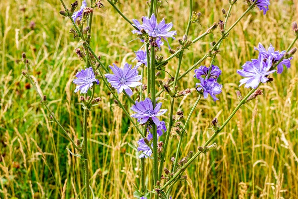 Ljus Blommande Blå Succé Eller Vanlig Cikoria Cichorium Intybus Växt — Stockfoto