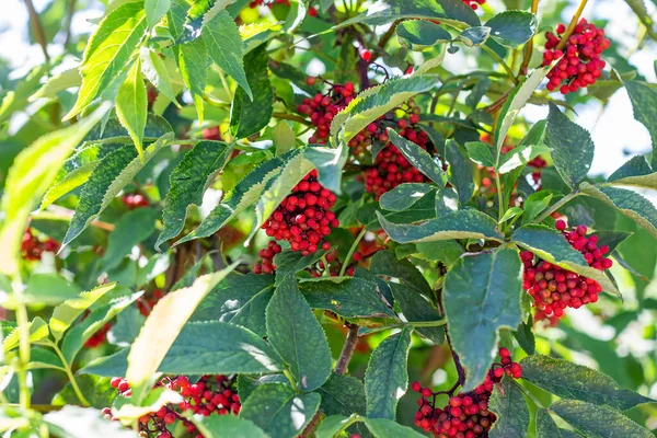 Holunder Roter Sambucus Racemosa Strauch Mit Beeren Und Grünen Blättern — Stockfoto