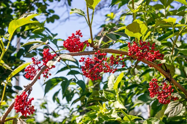 Holunder Roter Sambucus Racemosa Strauch Mit Beeren Und Grünen Blättern — Stockfoto